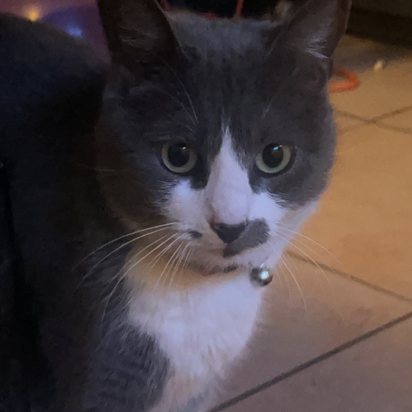 🐈🐈🐈🐈🎈I LOVE BUNDLES🎈🐈🐈🐈🐈 - Picture 3 of 5